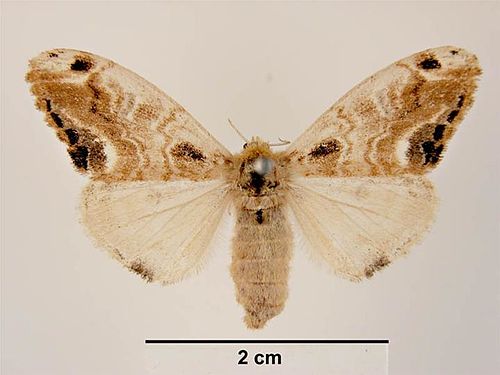 Orgyia thyellina